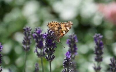 Giornata Mondiale dell’Ambiente, a difesa della biodiversità